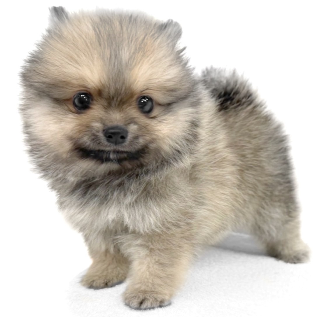 ポメラニアン | ペットショップ マルワン 小さめ子犬 美形な子猫