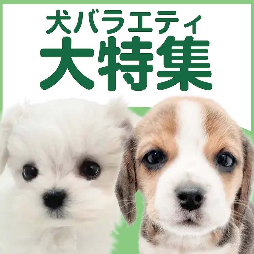 犬バラエティ特集 】4/30現在在店中のバラエティわんこ！最新動画は