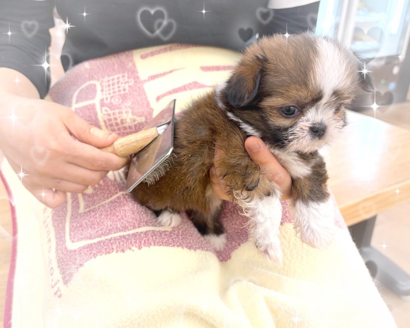 現在は『抜けにくい毛質』 | MIX犬 チワズー （14-257） - 城山店