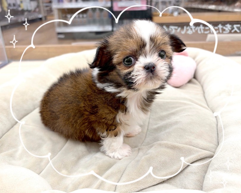 MIXの中でも珍しく希少な組み合わせ | MIX犬 チワズー （14-257） - 城山店