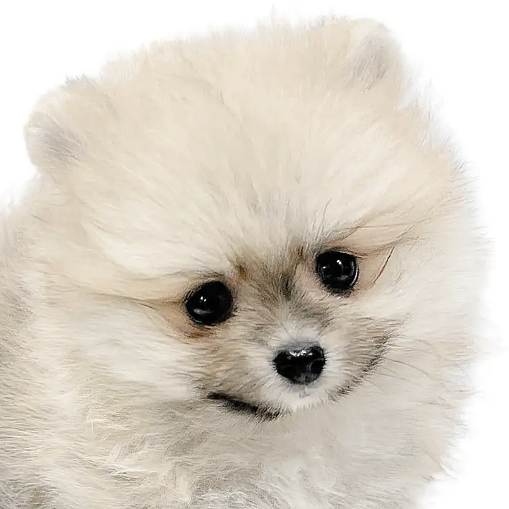 ポメラニアン 】濃色クリームセーブルのふわもこ甘えん坊ボーイ