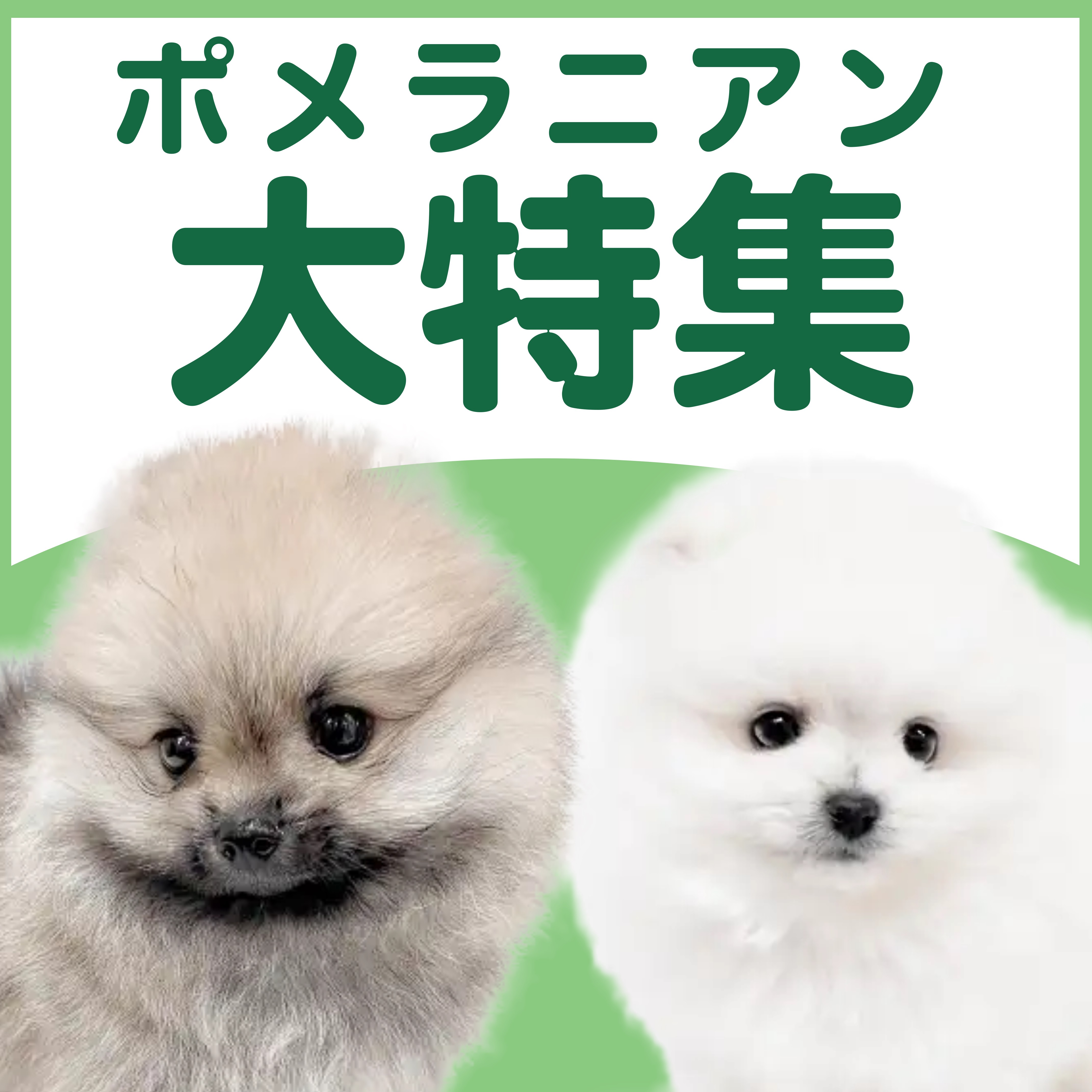 ポメラニアン特集 】4/2現在在店中の爆毛わんこ特集！最新動画は必見