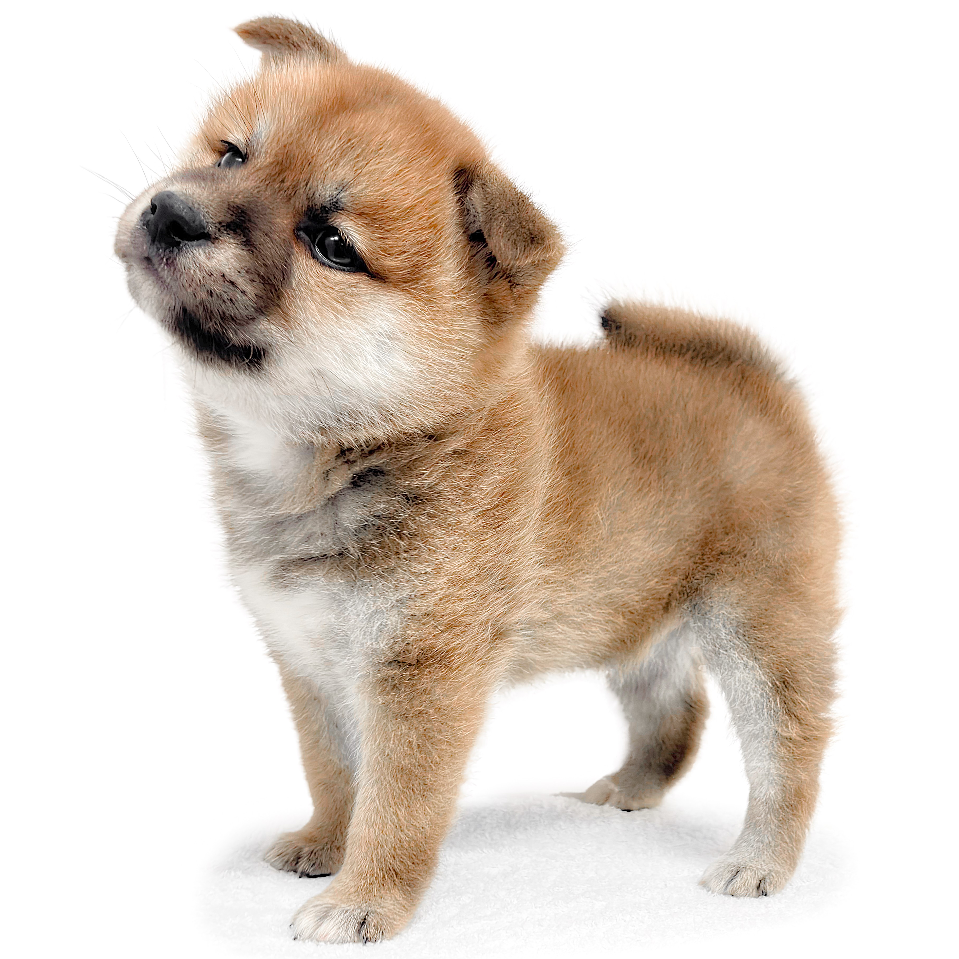 柴犬 | ペットショップ マルワン 小さめ子犬 美形な子猫 初心者安心の 