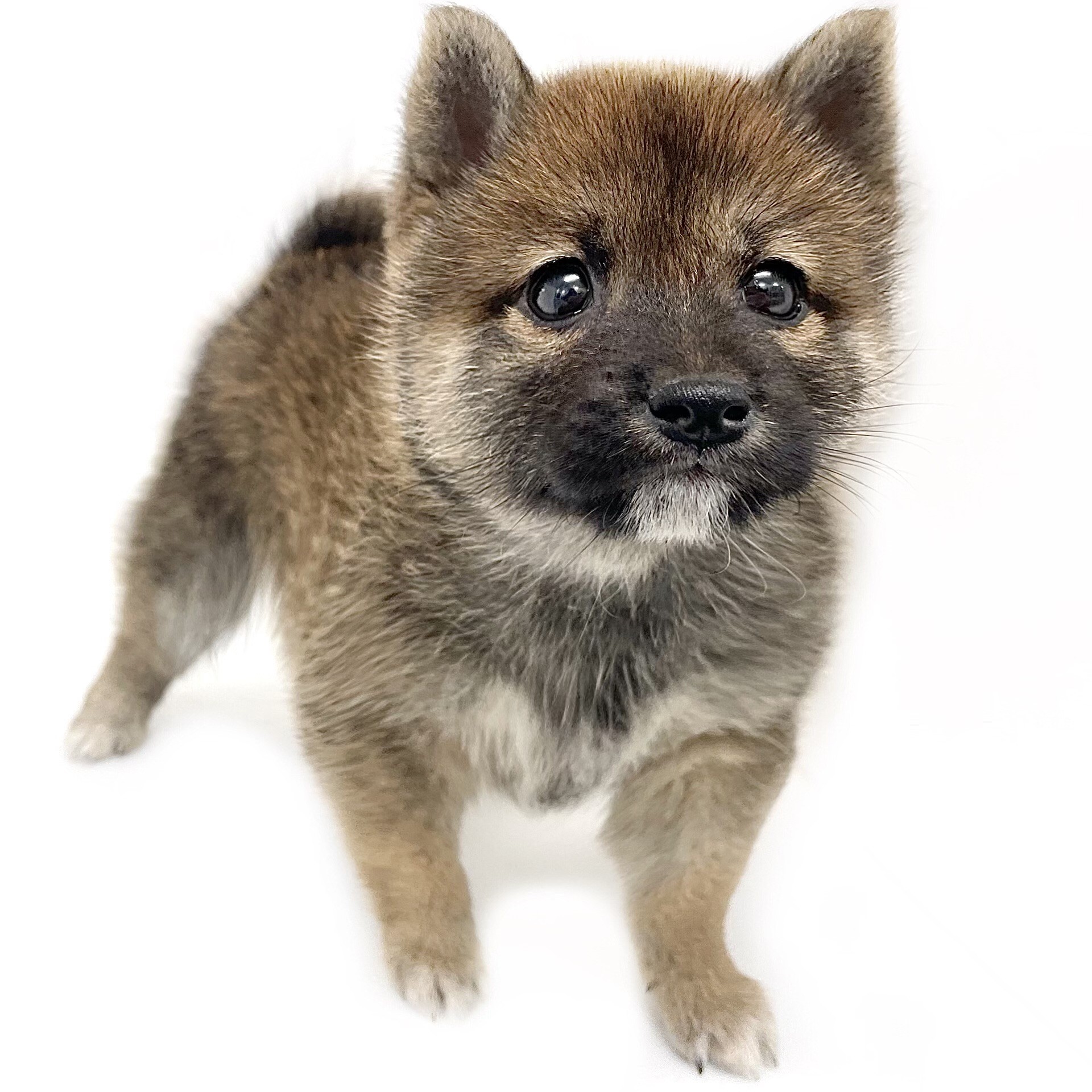 豆柴 | ペットショップ マルワン 小さめ子犬 美形な子猫 初心者安心の