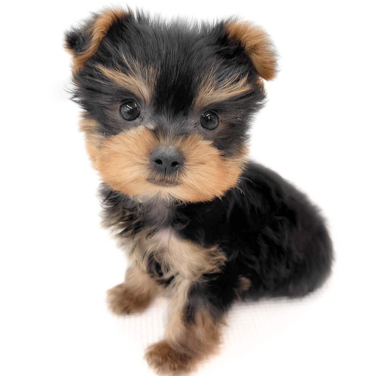 ヨークシャーテリア | ペットショップ マルワン 小さめ子犬 美形な子猫