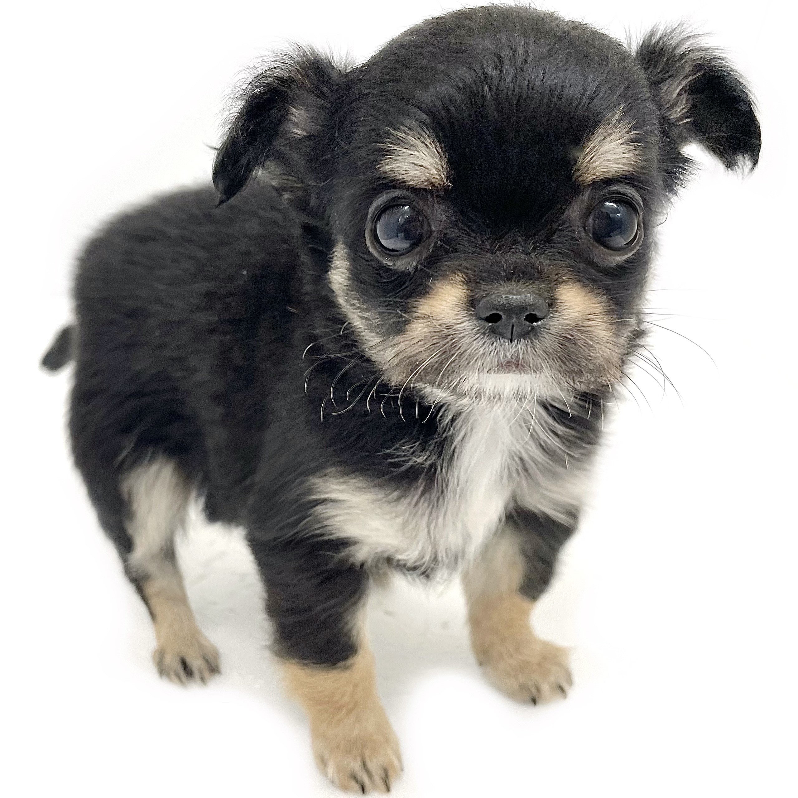 チワワ | ペットショップ マルワン 小さめ子犬 美形な子猫 初心者安心 チワワ | ペットショップ マルワン 小さめ子犬 美形な子猫 初心者安心