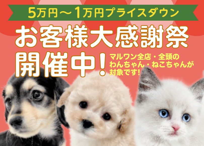【 お客様大感謝祭 】ペットを迎える絶好のチャンス到来！マルワンからプレゼント企画！