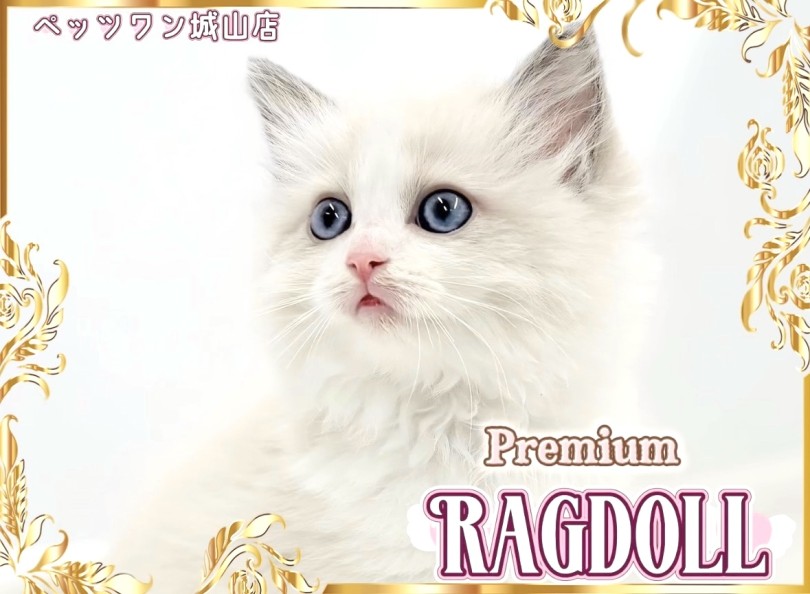 【 ラグドール 】ワンランク上の可愛さ！プレミアムラグちゃんの降臨です！