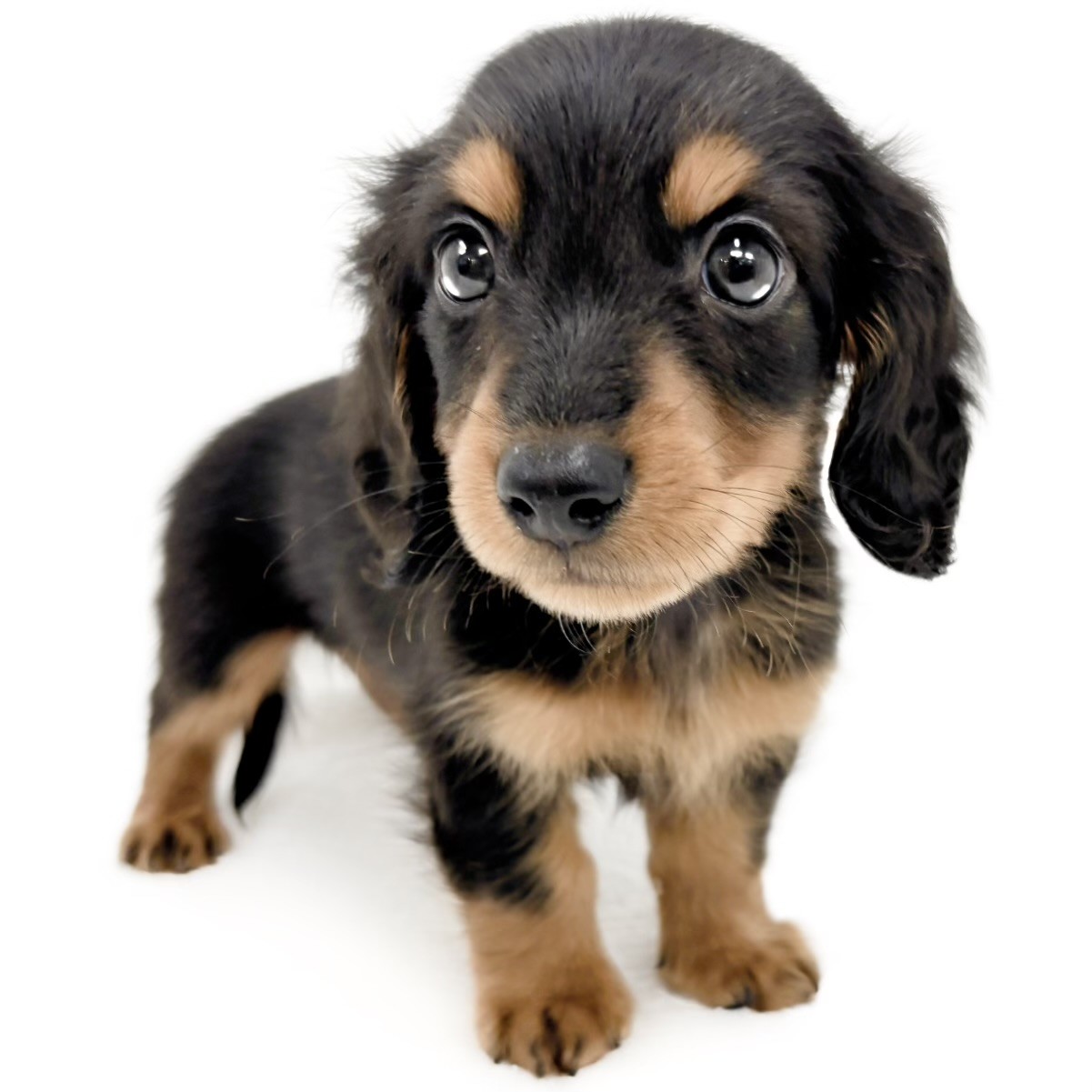 ミニチュア・ダックスフント | ペットショップ マルワン 小さめ子犬