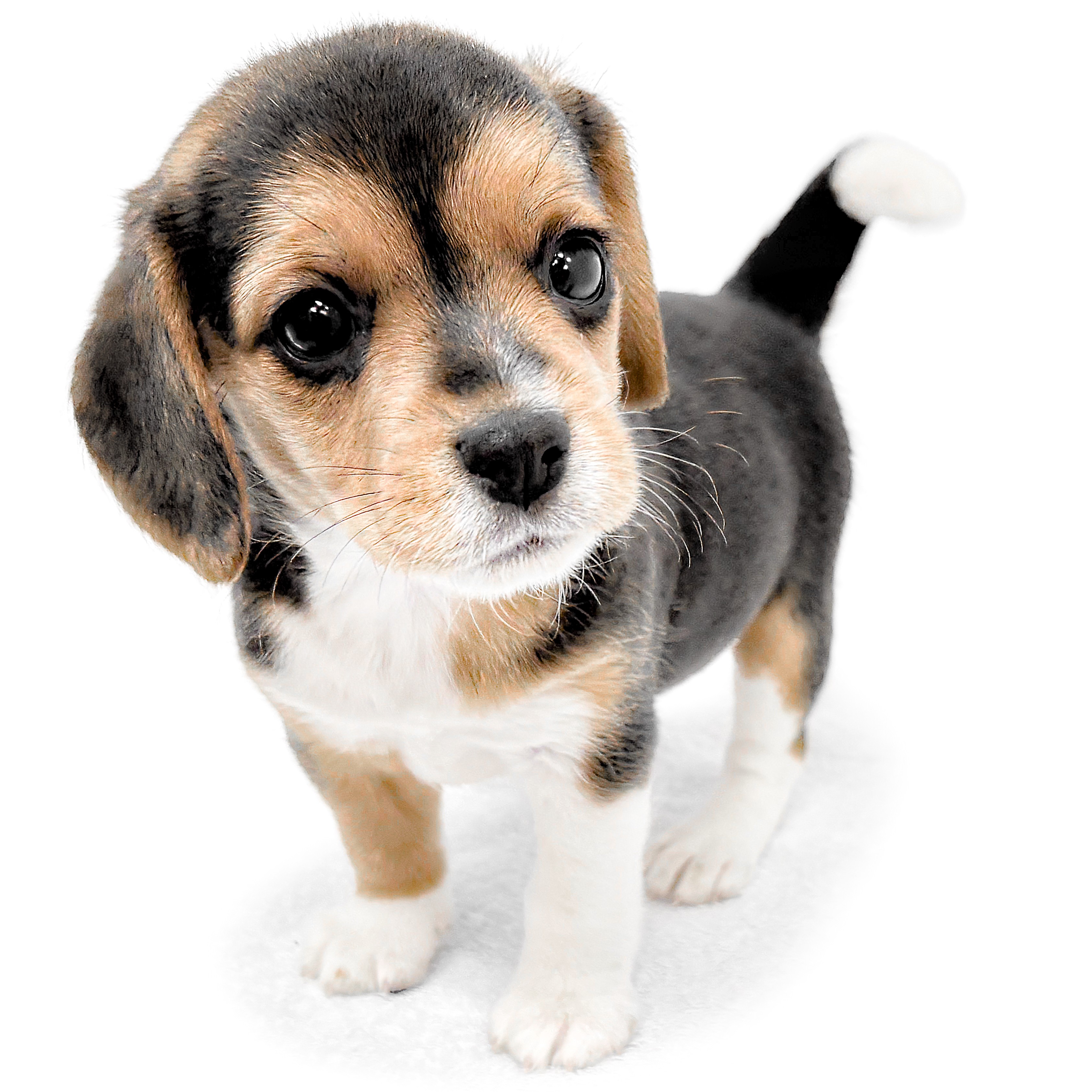 えり(・д・)★ビーグル犬のデッキ ビーグル | ペットショップ マルワン 小さめ子犬 美形な子猫 初心者