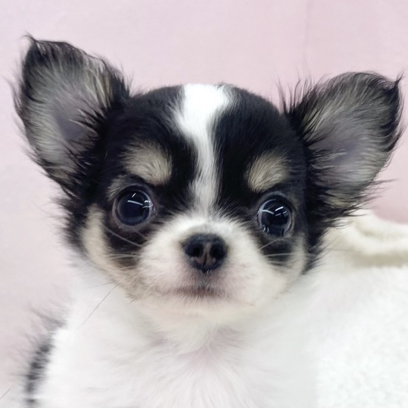 チワワページ チワワ 】牛柄が可愛すぎると話題のチワワちゃんがマルワン志村坂下店