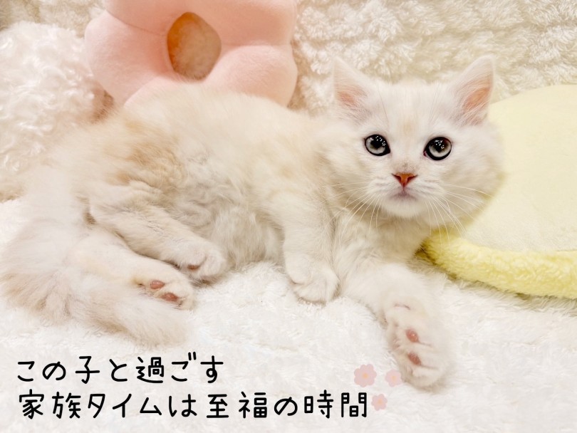 ぜひ実際に会って感じてみてください！ | ラガマフィン （21-341） - 鶴ヶ島店