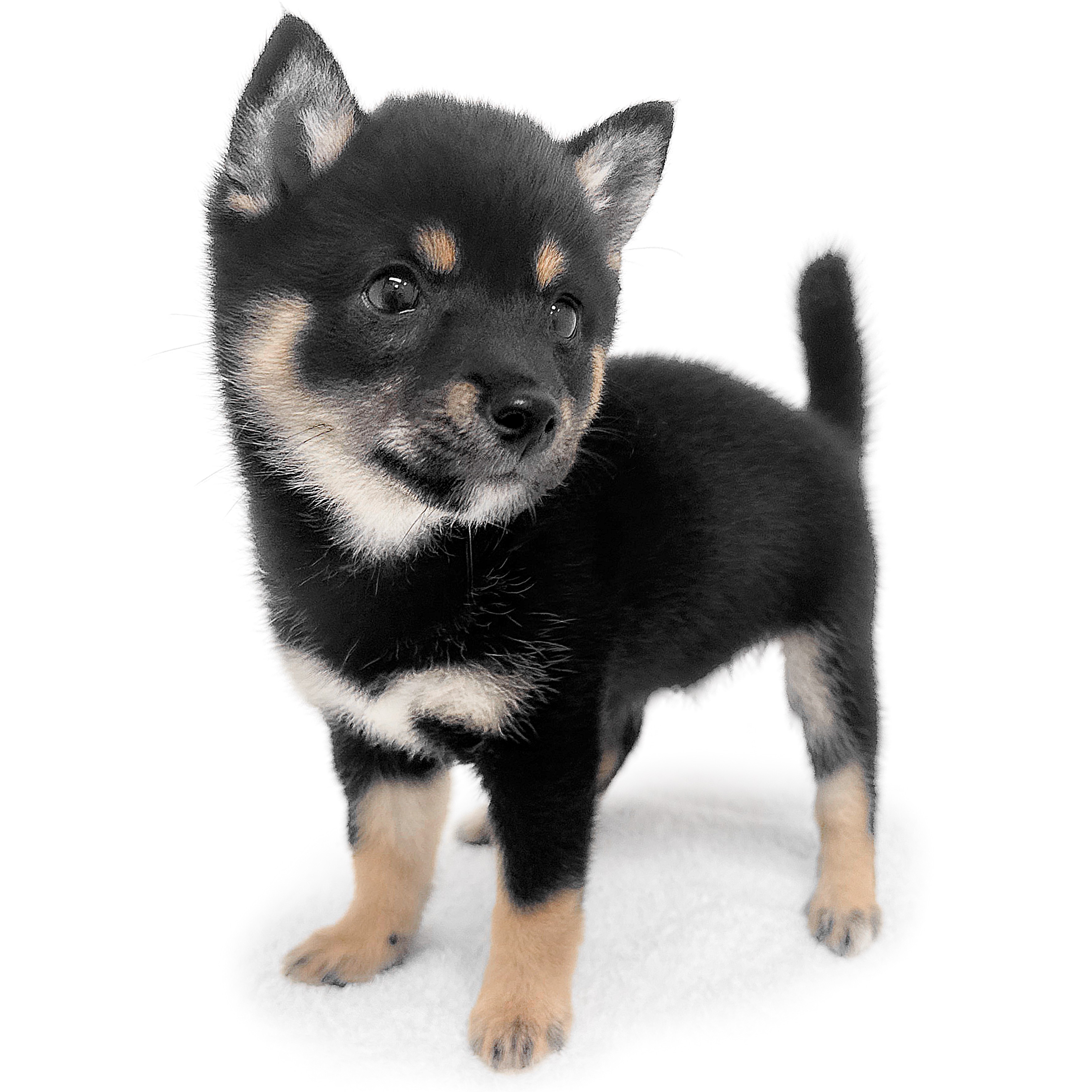 豆柴1号さま専用#1 豆柴 | ペットショップ マルワン 小さめ子犬 美形な子猫 初心者安心の