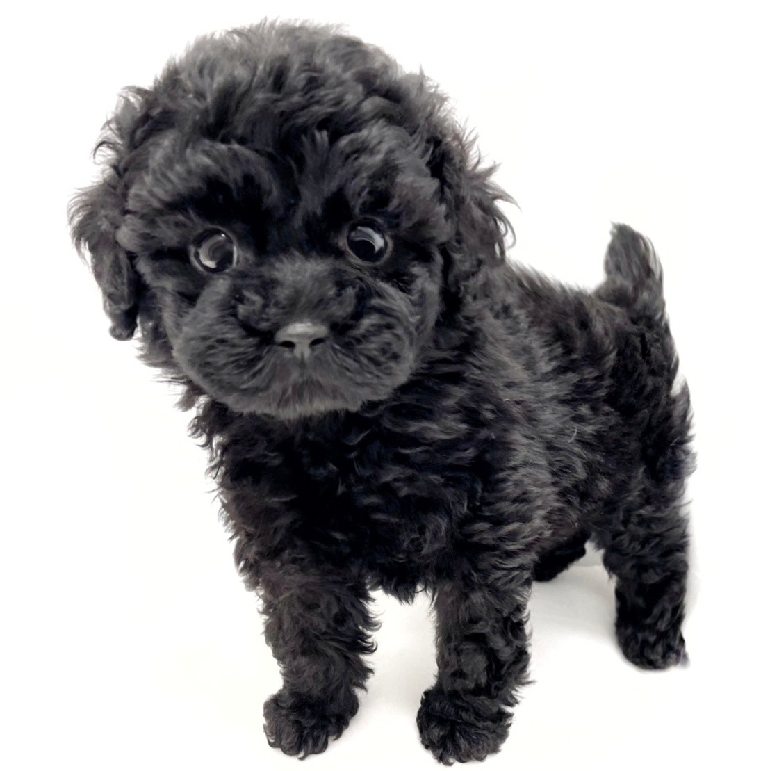 トイ・プードル | ペットショップ マルワン 小さめ子犬 美形な子猫