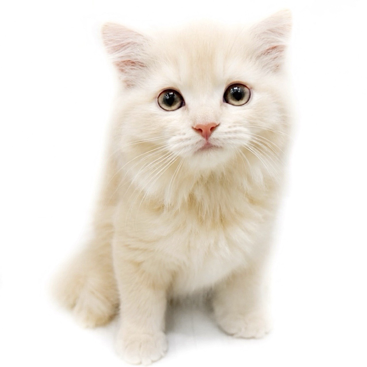 ラガマフィン | ペットショップ マルワン 小さめ子犬 美形な子猫