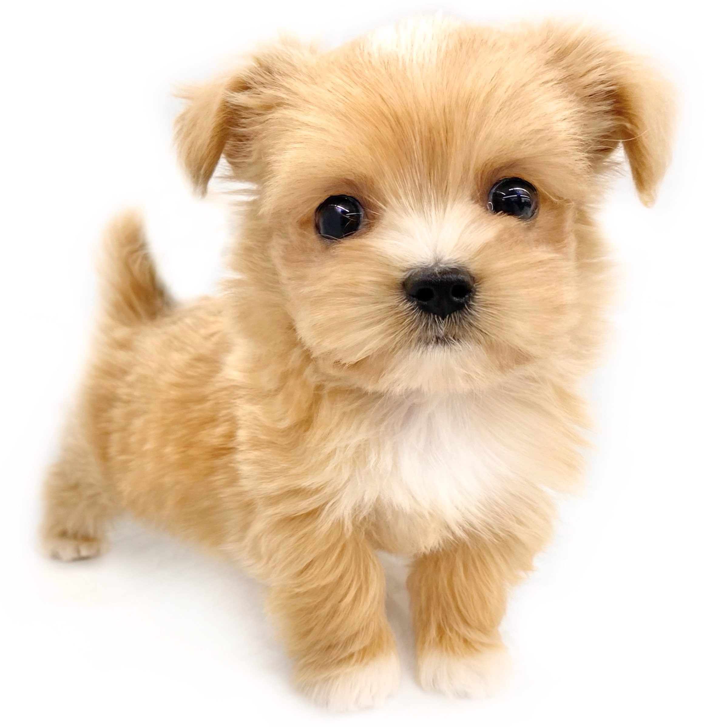 マルチワ出品♪ MIX（マルチーズ×チワワ） | ペットショップ マルワン 小さめ子犬 美形