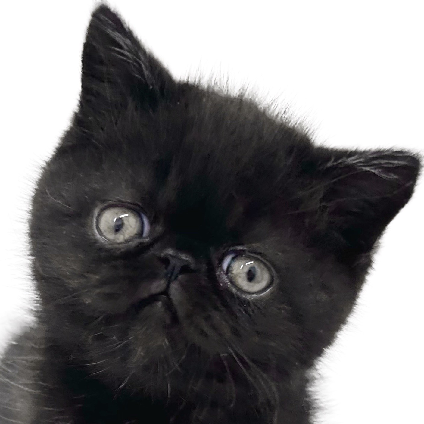エキゾチック 】黒猫ぶちゃ顔エキゾちゃんが横浜元町店に登場