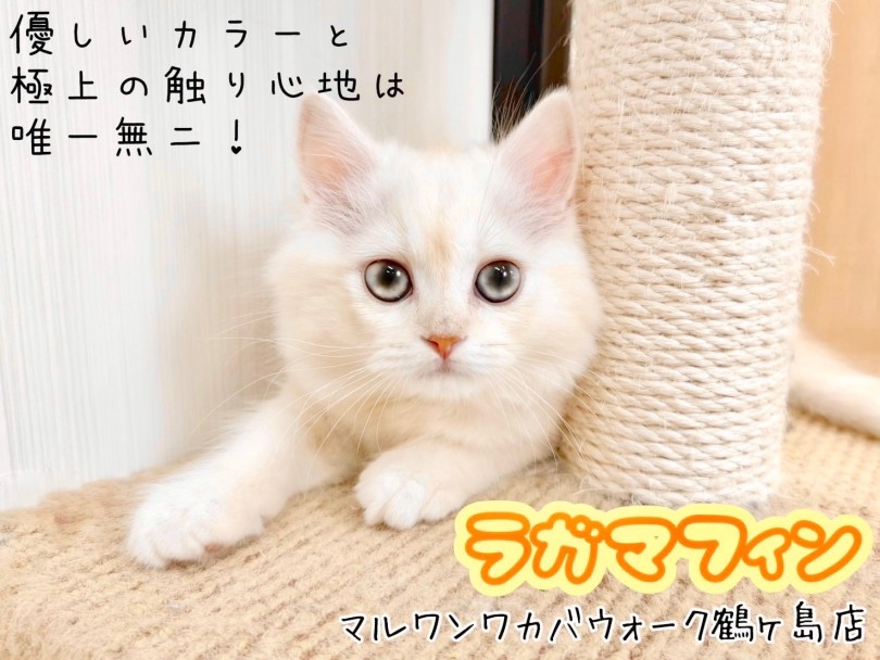 【 ラガマフィン 】極上の触り心地！甘えん坊全開の癒し系ボーイ！