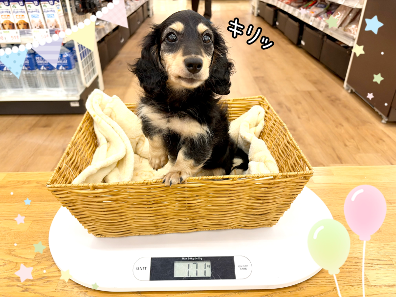 成犬時の予想体重は3.0~6.0kg | ミニチュア・ダックスフント （14-282） - 城山店