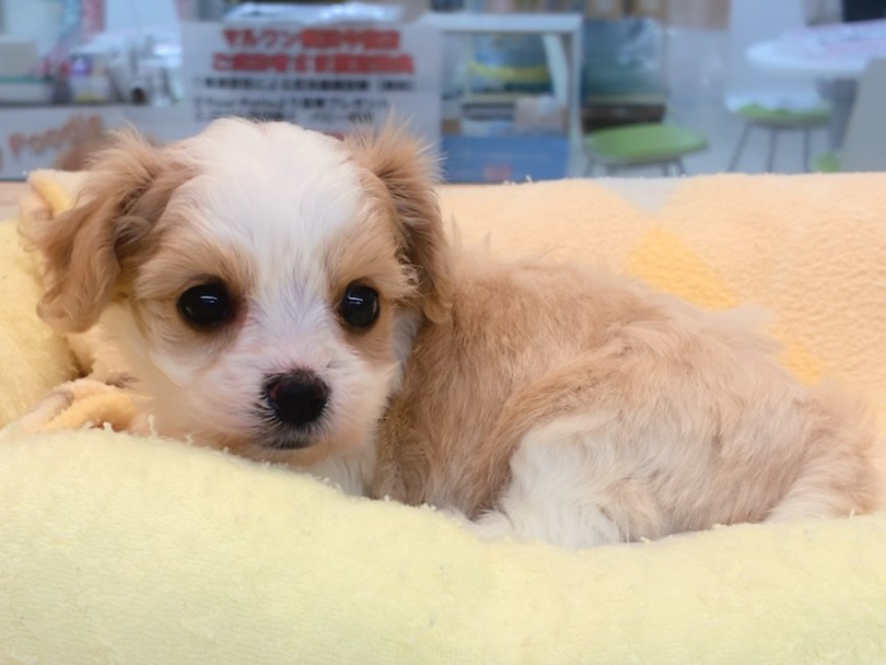 圧倒的な可愛さを店頭で体感しにいらして下さい♪ | MIX犬 キャバション （16-347） - 横浜 今宿店