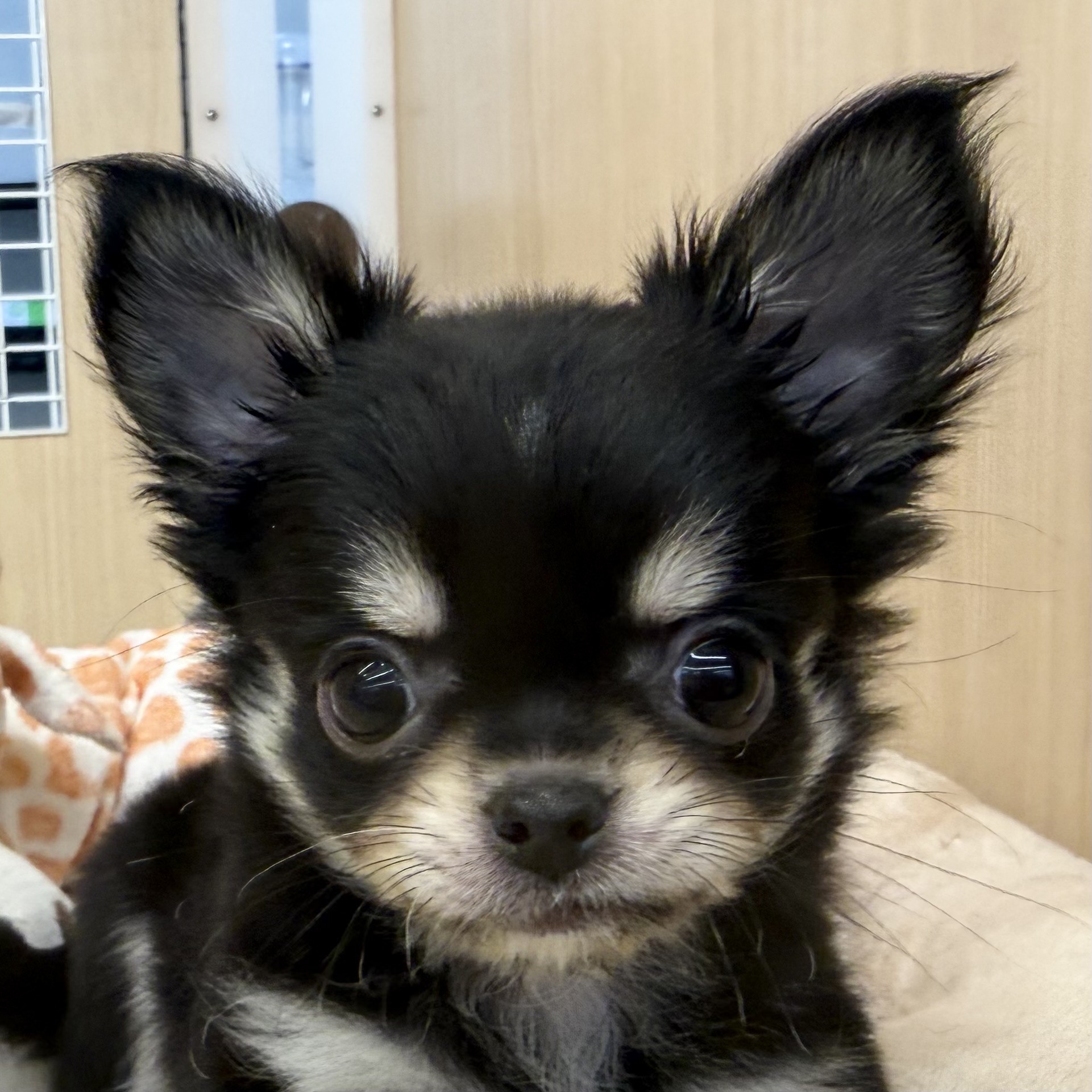 チワワ 】生後2ヶ月！靴下を履いた犬！人懐っこい甘えん坊ガール