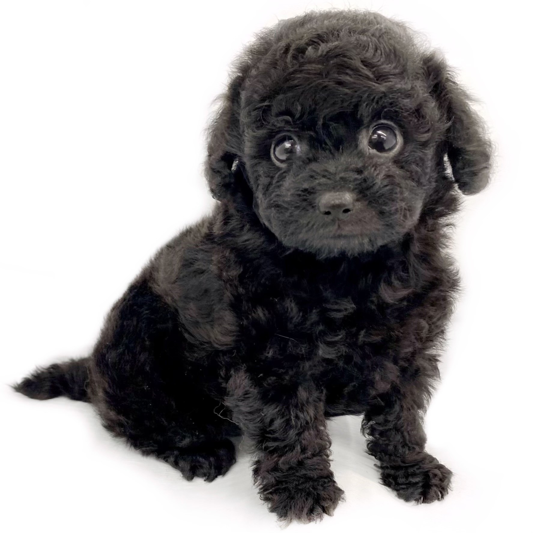 トイ・プードル | ペットショップ マルワン 小さめ子犬 美形な子猫