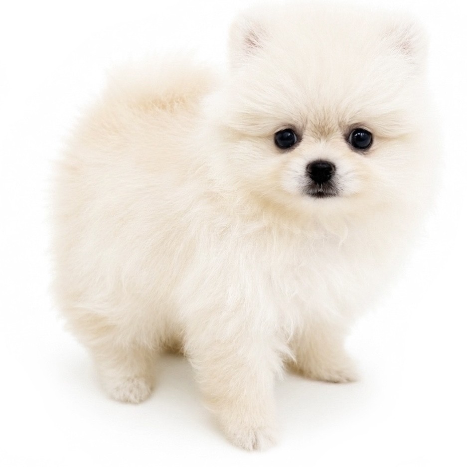 ポメラニアン | ペットショップ マルワン 小さめ子犬 美形な子猫