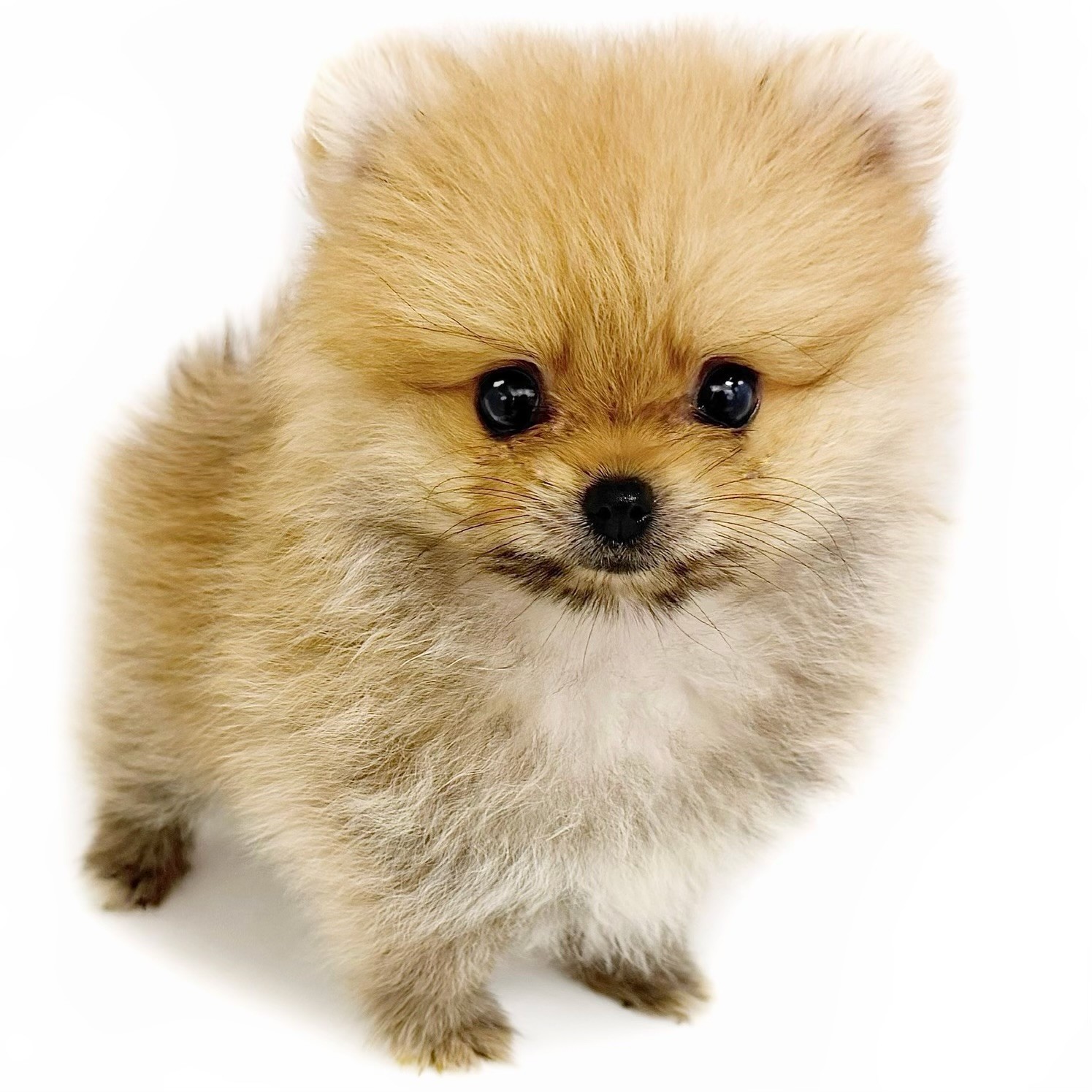 ポメラニアン | ペットショップ マルワン 小さめ子犬 美形な子猫