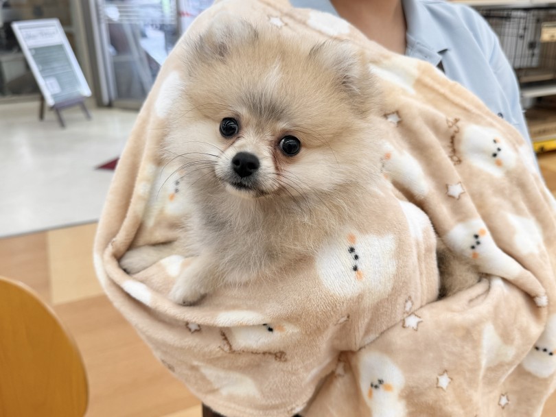 ポメラニアン 】生後3ヶ月の愛情MAXな人好きに成長中！ポメちゃん成長