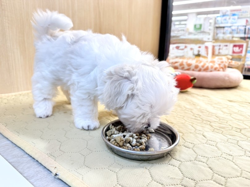 時間をかけて味わって食べるタイプ | マルチーズ (03-273) - 横浜 港北ニュータウン店