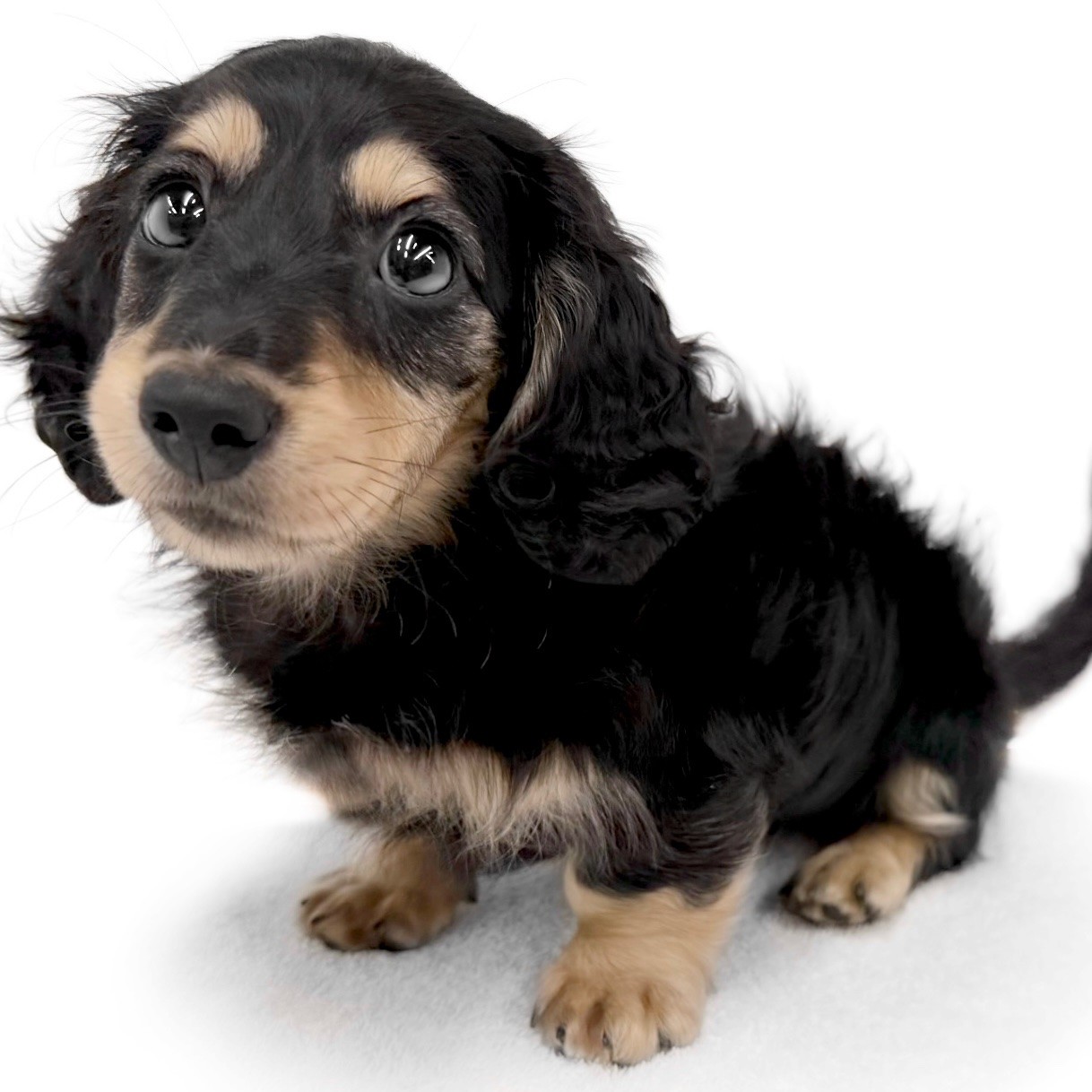ミニチュア・ダックスフント | ペットショップ マルワン 小さめ子犬