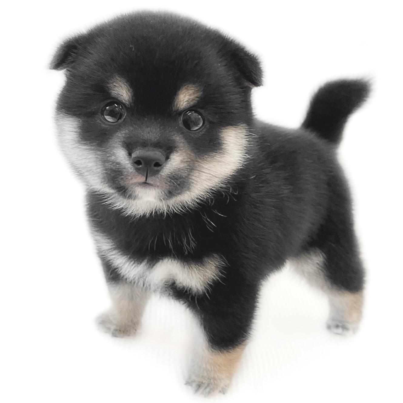 豆柴1号さま専用#1 豆柴 | ペットショップ マルワン 小さめ子犬 美形な子猫 初心者安心の