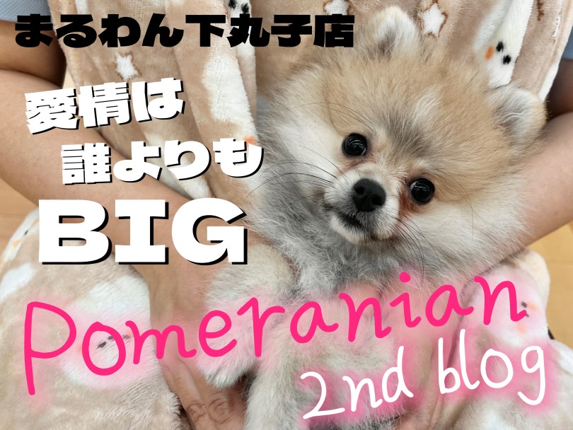 ポメラニアン 】生後3ヶ月の愛情MAXな人好きに成長中！ポメちゃん成長