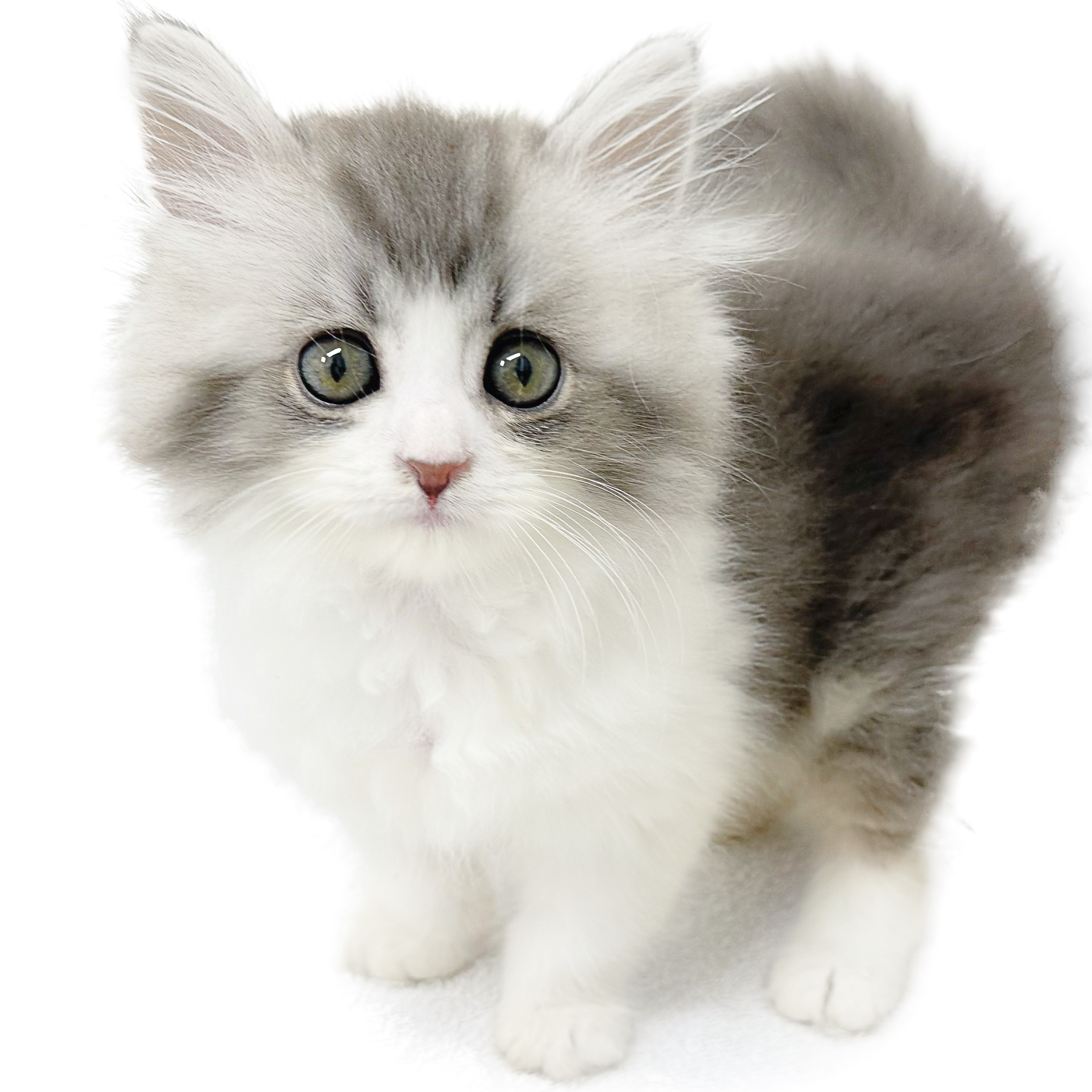 ラガマフィン | ペットショップ マルワン 小さめ子犬 美形な子猫