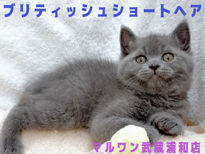 【 ブリティッシュショートヘア 】美しさと愛らしさを極めたプレミアムな男の子
