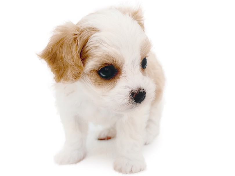 大人になってもどこか幼さの残るお顔つきに成長していきます | MIX犬 キャバション （16-347） - 横浜 今宿店