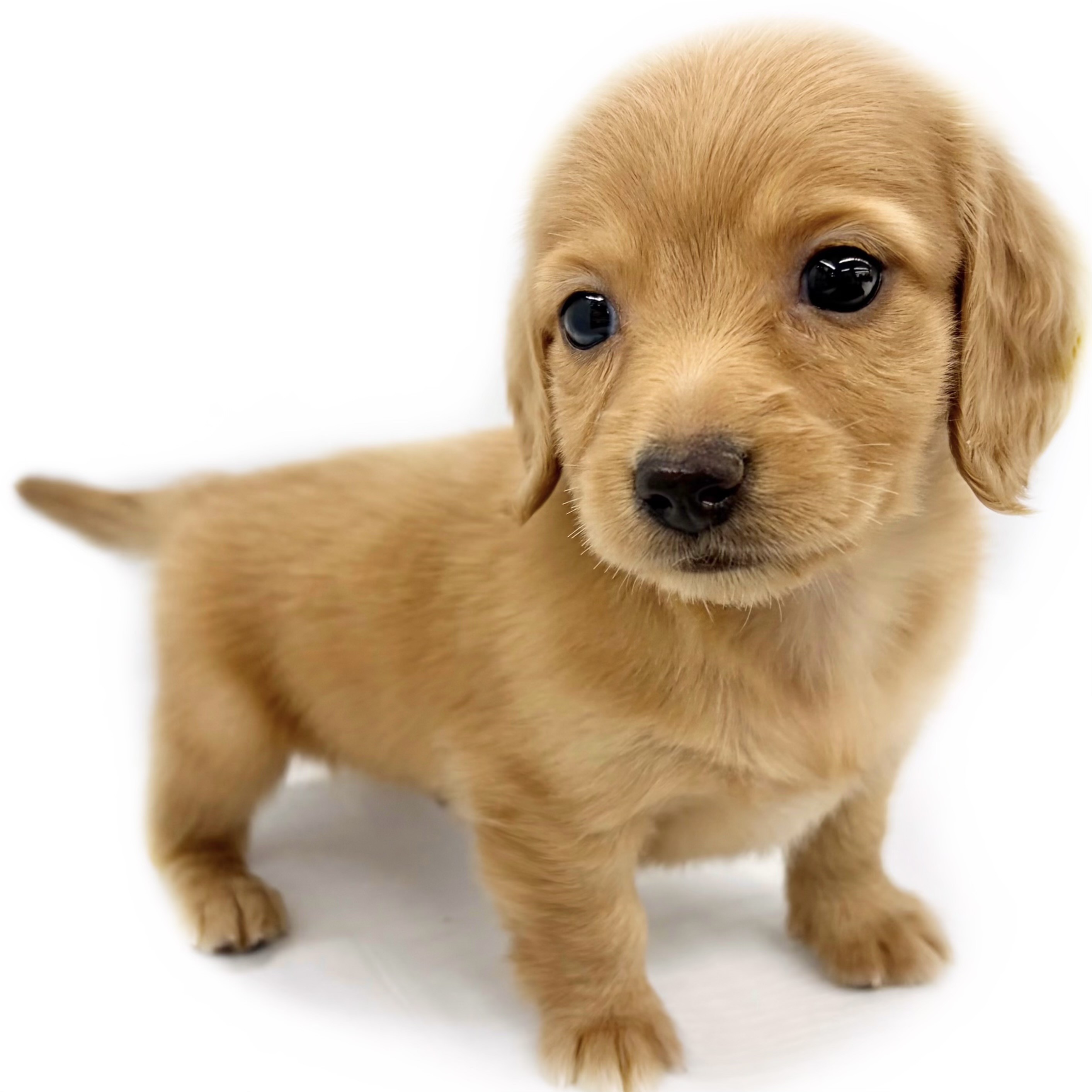 tan tan様首輪 クストラスモール ペットカラー 犬 猫 小型 692946 カニンヘン・ダックスフント | ペットショップ マルワン 小さめ子犬