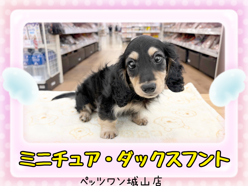 【 ミニチュア・ダックスフント 】パパはカニンヘン！小柄な癒し系ダックス！