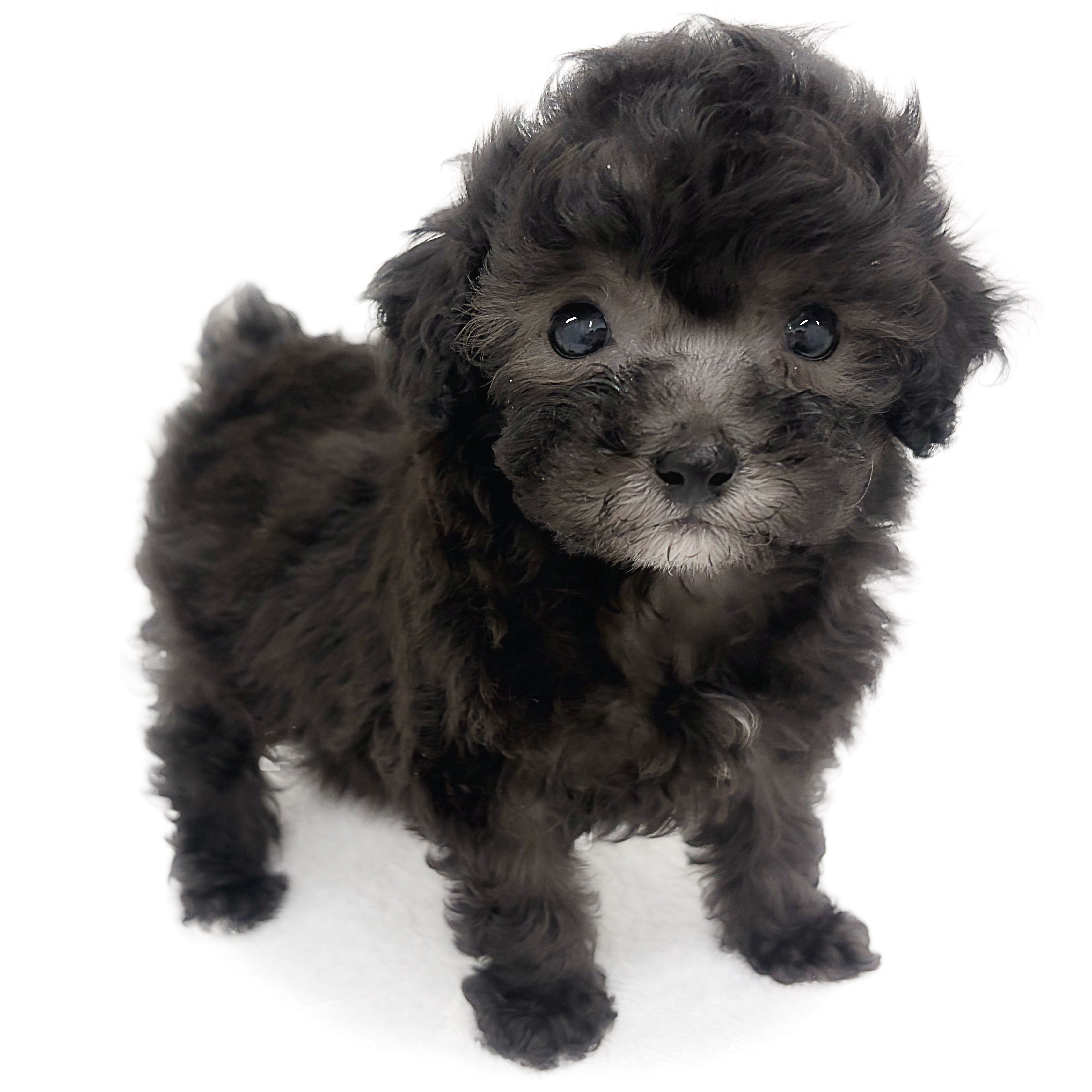 トイ・プードル | ペットショップ マルワン 小さめ子犬 美形な子猫 トイ・プードル | ペットショップ マルワン 小さめ子犬 美形な子猫