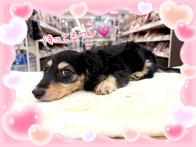 ぜひ実際に会いに来てください | ミニチュア・ダックスフント （14-282） - 城山店