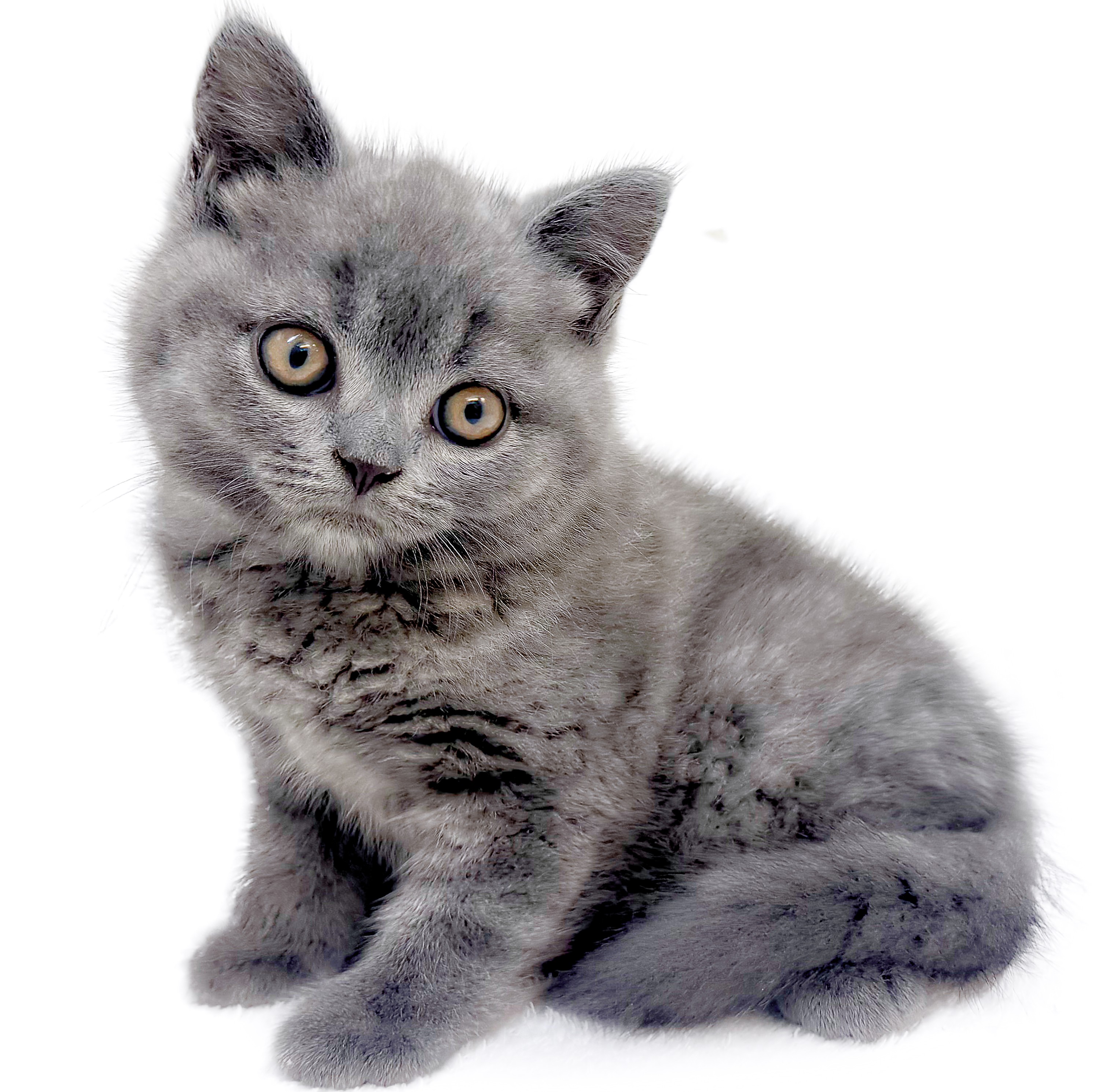 短毛シュシュ(グレー&猫ちゃん)わんちゃん猫ちゃん用 ブリティッシュショートヘア | ペットショップ マルワン 小さめ子犬