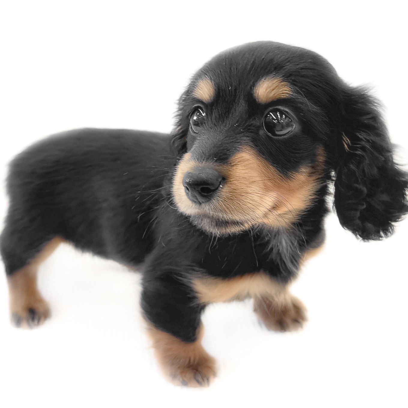 猛闘犬丸　猛ふとぺん丸9S 24g カニンヘン・ダックスフント | ペットショップ マルワン 小さめ子犬