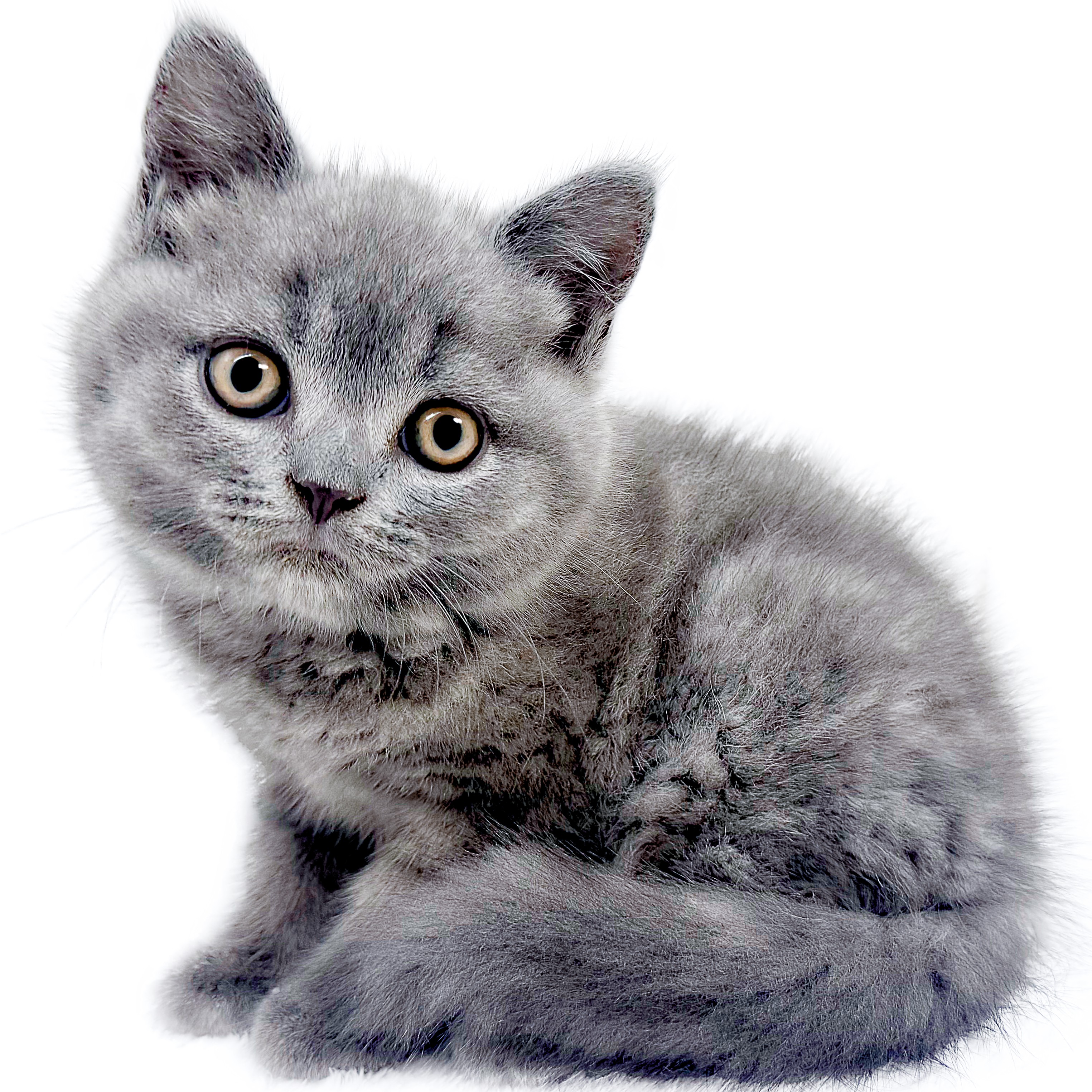 短毛シュシュ(カントリーパッチワークベージュ)わんちゃん猫ちゃん用 ブリティッシュショートヘア | ペットショップ マルワン 小さめ子犬