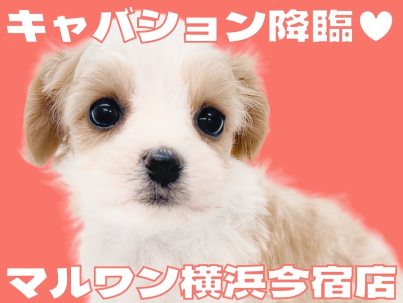 【 キャバション 】大人気キャバリアMIX！目ヂカラ最強の女の子が聖地に登場！
