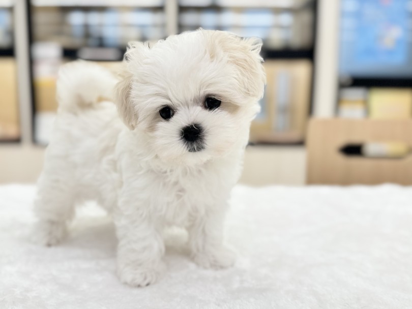 大人になっても子犬らしさが抜けない、永遠のベビーフェイスちゃん | マルチーズ (03-273) - 横浜 港北ニュータウン店