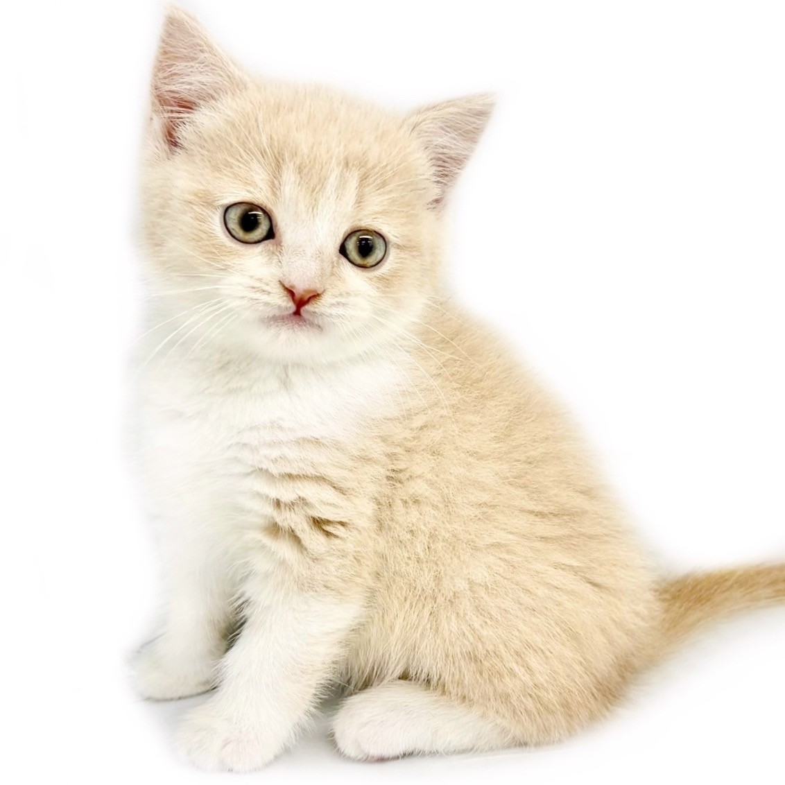 短毛シュシュ(カントリーパッチワークベージュ)わんちゃん猫ちゃん用 ブリティッシュショートヘア | ペットショップ マルワン 小さめ子犬