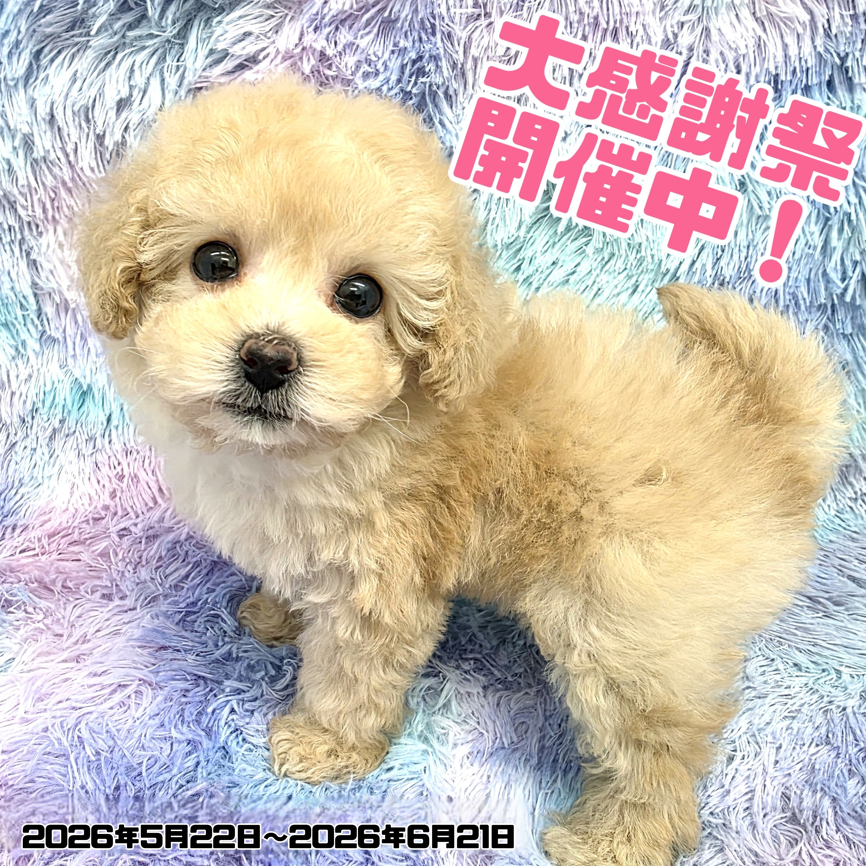 お知らせ 】お客様大感謝祭開催中！高井戸店のワンちゃんをご紹介