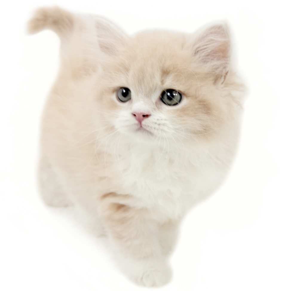 ラガマフィン | ペットショップ マルワン 小さめ子犬 美形な子猫