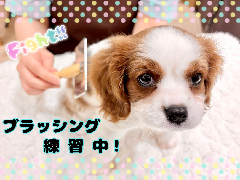 お手入れもいい子に練習中! | キャバリア (21-347) - 鶴ヶ島店