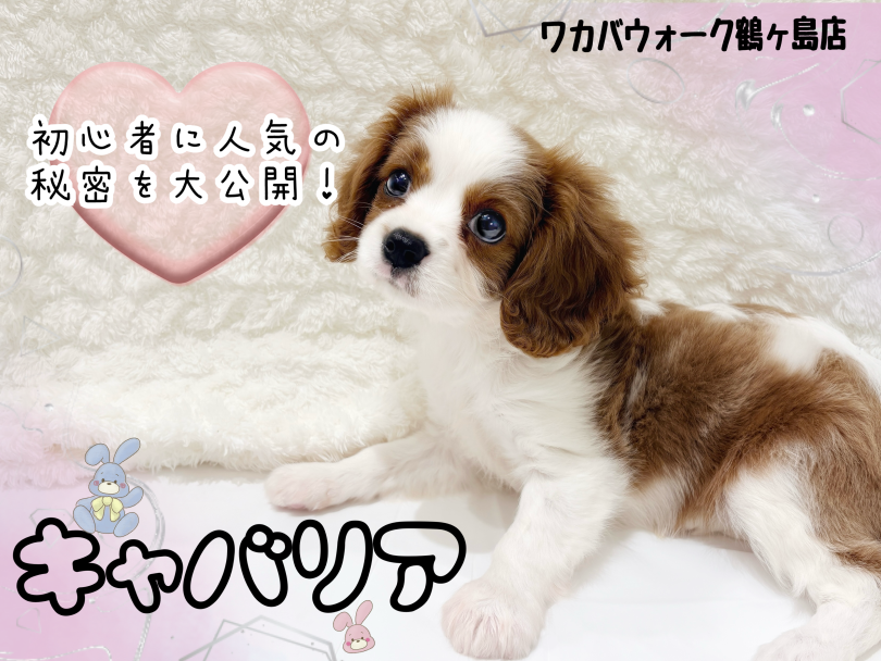 【 キャバリア 】初めてのお迎えにもおすすめ!人気の理由を紹介!